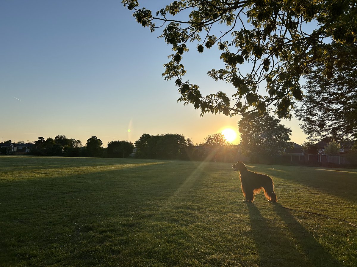 dogcelebration's tweet image. ❤️🐾🐶

#DogCelebration