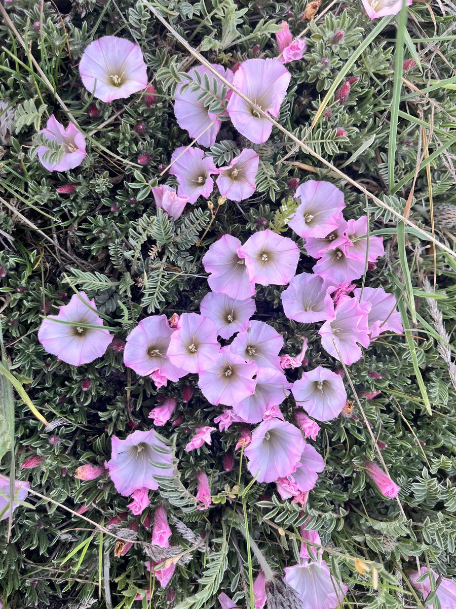 Yastıkçık 🩷#tarlasarmaşığı #convolvulusassyricus