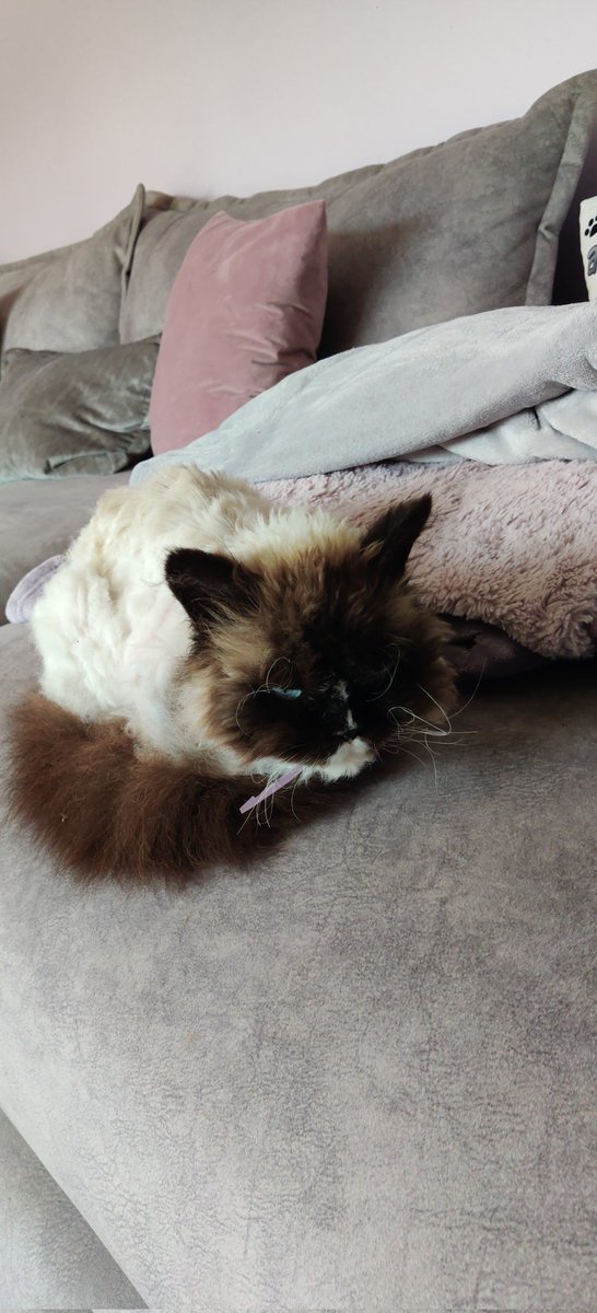 bengee54's tweet photo. Yet again, someone in the local area, I reckon to be no more than 200m from my house, has shaved my cat. She needed a cut anyway Wish I knew who, they've done a cracking job https://t.co/dReGKdRI6P