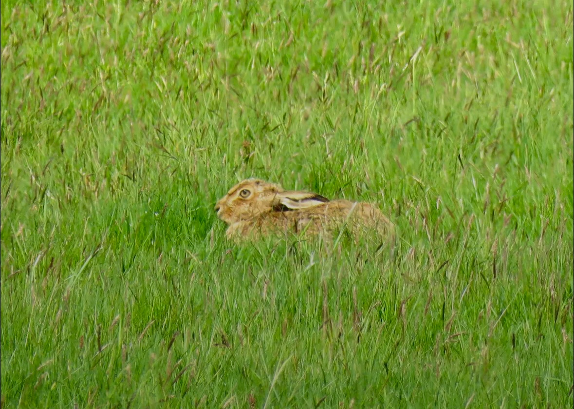 Here hare here