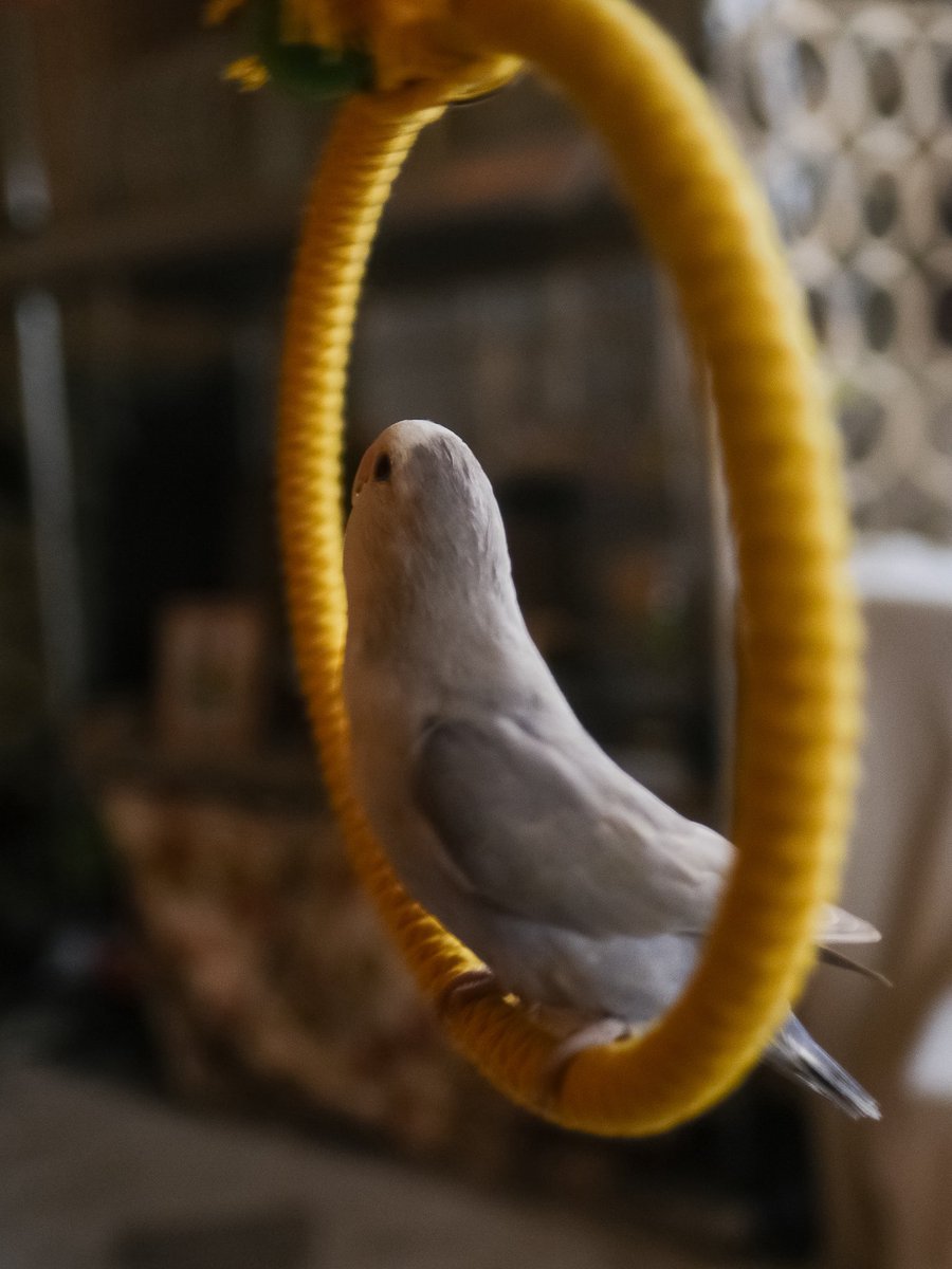 chimidoro69's tweet photo. #鳥フェス金沢
今年も可愛いグッズがたくさんあって気分はもうウキウキウェイクミーアップ!
今回も素敵な品物をありがとうございました
#えるぽぴ
#PETBOX #omupasta
#sznmstyle https://t.co/MqWrmmYmQZ