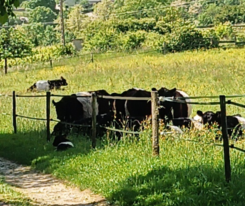 On est d'accord que cette petite bestiole maléfique ne sort que par pur esprit de contradiction ?
#FrAgTw