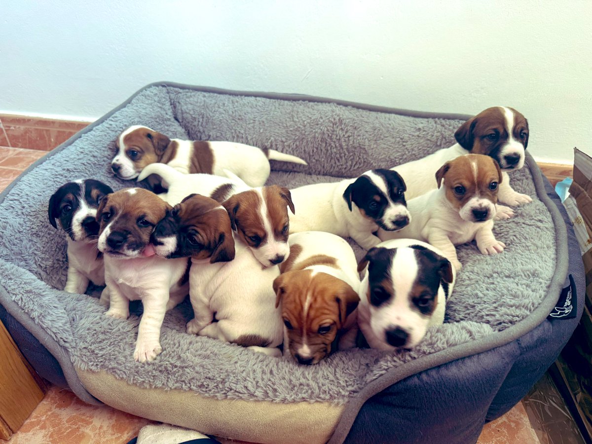 draweedoficial's tweet image. Ando perdida porque estoy con mucho trabajo por aqui 💚🐶😍
La semana que viene comienzo un nuevo cultivo en mi nueva casa y les iré subiendo el seguimiento 🌱
#jackrussell #PuppyLove