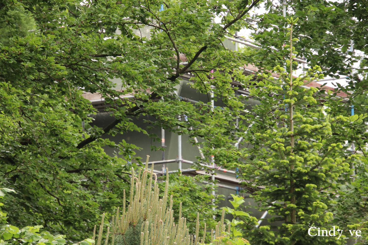 cindy_ve's tweet image. Gewicht van de #Pagode staat in de steigers #Efteling