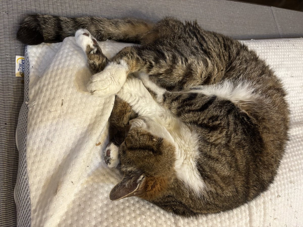 今日のまめ
＃猫のいる暮らし　＃猫のいる幸せ　＃猫　＃まめ