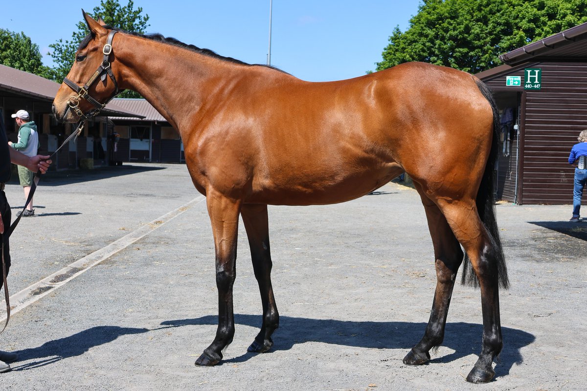 🚨𝐆𝐎𝐅𝐅𝐒 𝐒𝐏𝐑𝐈𝐍𝐆 𝐒𝐓𝐎𝐑𝐄 𝐒𝐀𝐋𝐄 𝐇𝐈𝐆𝐇𝐋𝐈𝐆𝐇𝐓 🚨
🔥 𝐋𝐨𝐭 𝟕 – 𝐶𝑎𝑝𝑟𝑖 𝑥 𝑊ℎ𝑖𝑠𝑘𝑦 𝑃𝑜𝑒𝑡  🔥

From the same family as GBB and Listed winners &amp; Gr. placed Misty Whisky and One for Rosie. Plenty of 𝐛𝐥𝐚𝐜𝐤 type on page. 

✅ 50% GBB 
💨 See her