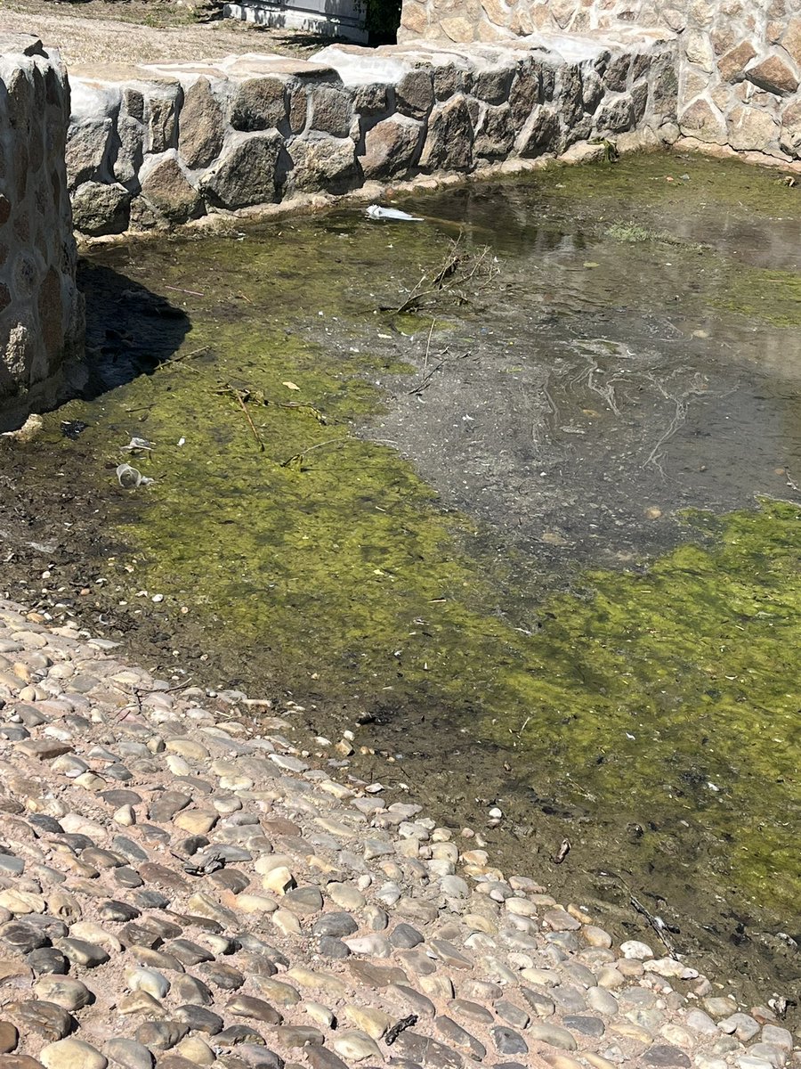 marisasha4's tweet photo. @MADRID @Lineamadrid @AlmeidaPP_  @JMDvivallecas vergüenza está falta de mantenimiento y poco cuidado de nuestro parque de la Gavia. Es cuestión de salud pública el estancamiento de las aguas y el crecimiento de algas. Suciedad. Aumento de plagas… https://t.co/DT6pQtDD55