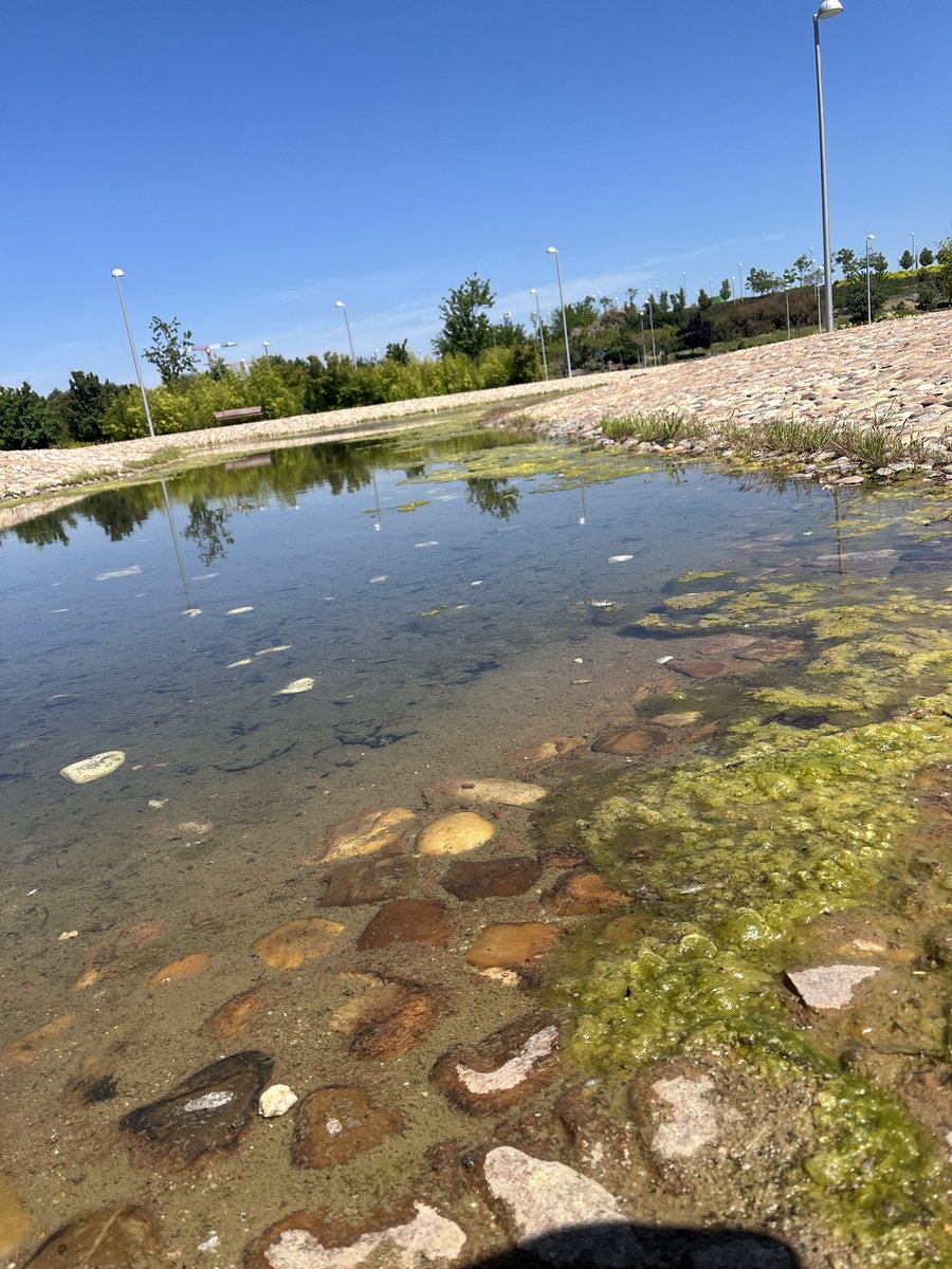 marisasha4's tweet photo. @MADRID @Lineamadrid @AlmeidaPP_  @JMDvivallecas vergüenza está falta de mantenimiento y poco cuidado de nuestro parque de la Gavia. Es cuestión de salud pública el estancamiento de las aguas y el crecimiento de algas. Suciedad. Aumento de plagas… https://t.co/DT6pQtDD55