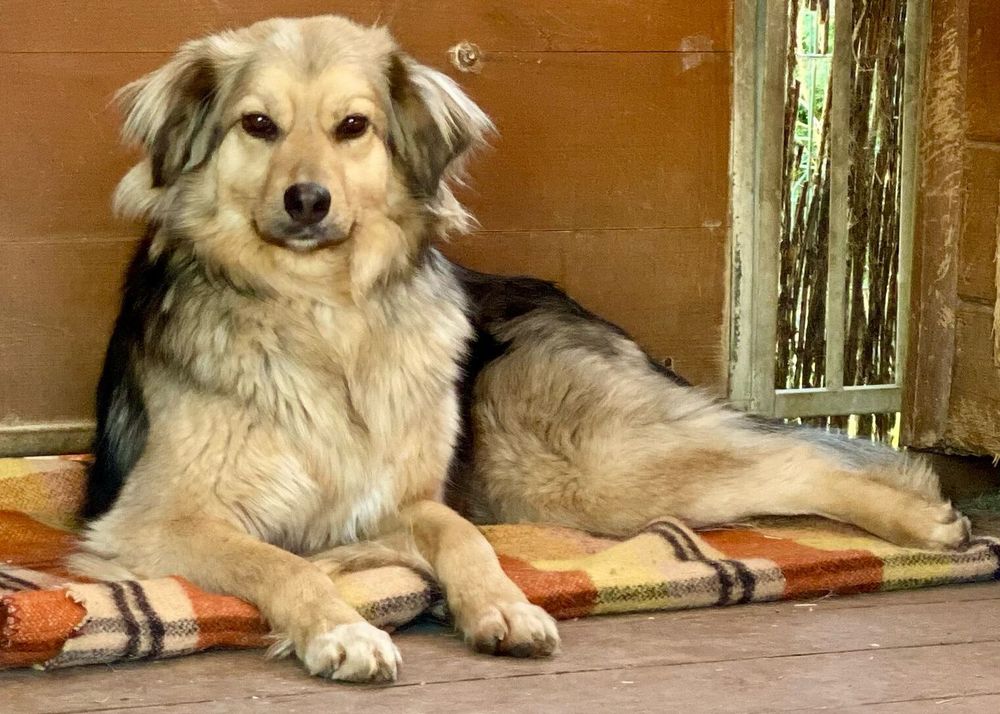 Śliczna Miriam ❤️❤️❤️ szuka kochającego Domu! ❤️