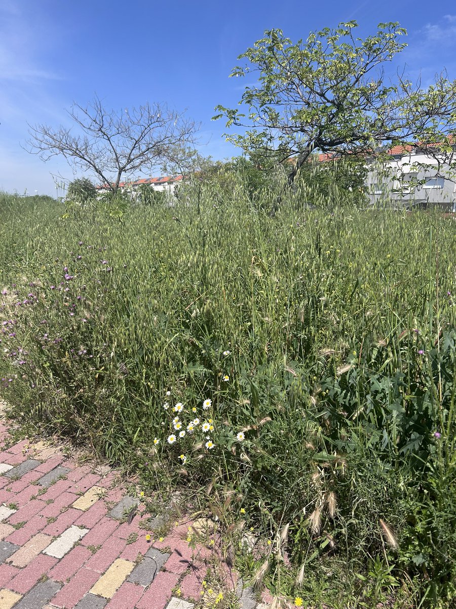 sdrodsan's tweet photo. Os está quedando precioso el corredor verde del ensanche  @CandeTesta @EsmasAlcorcon @EnsancSur @alcorconhoy @Hardcorcon https://t.co/Yh4PBndEds