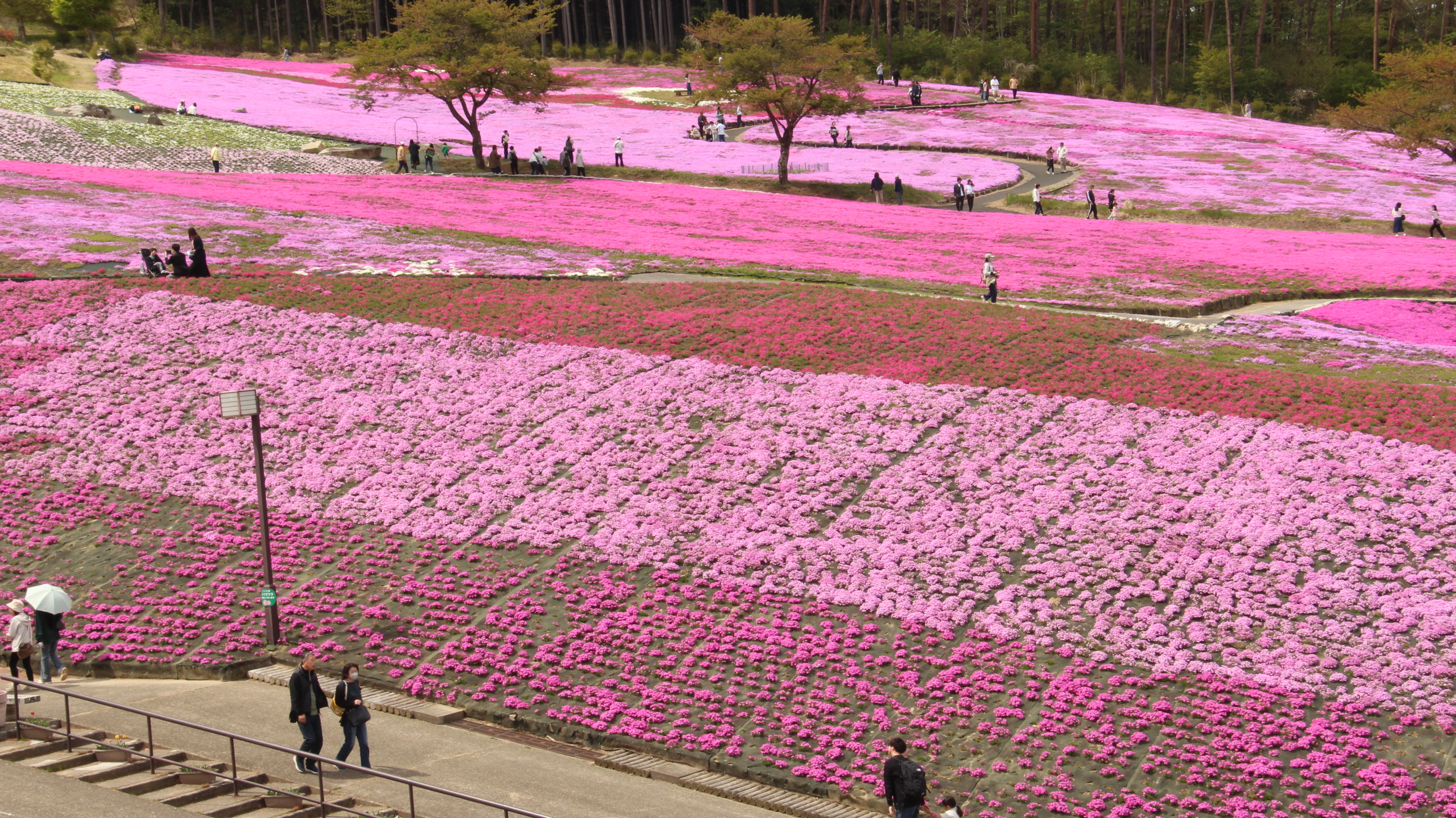 芝桜が満開です！ | 【Official】キンボシ(株)しばタンブログ