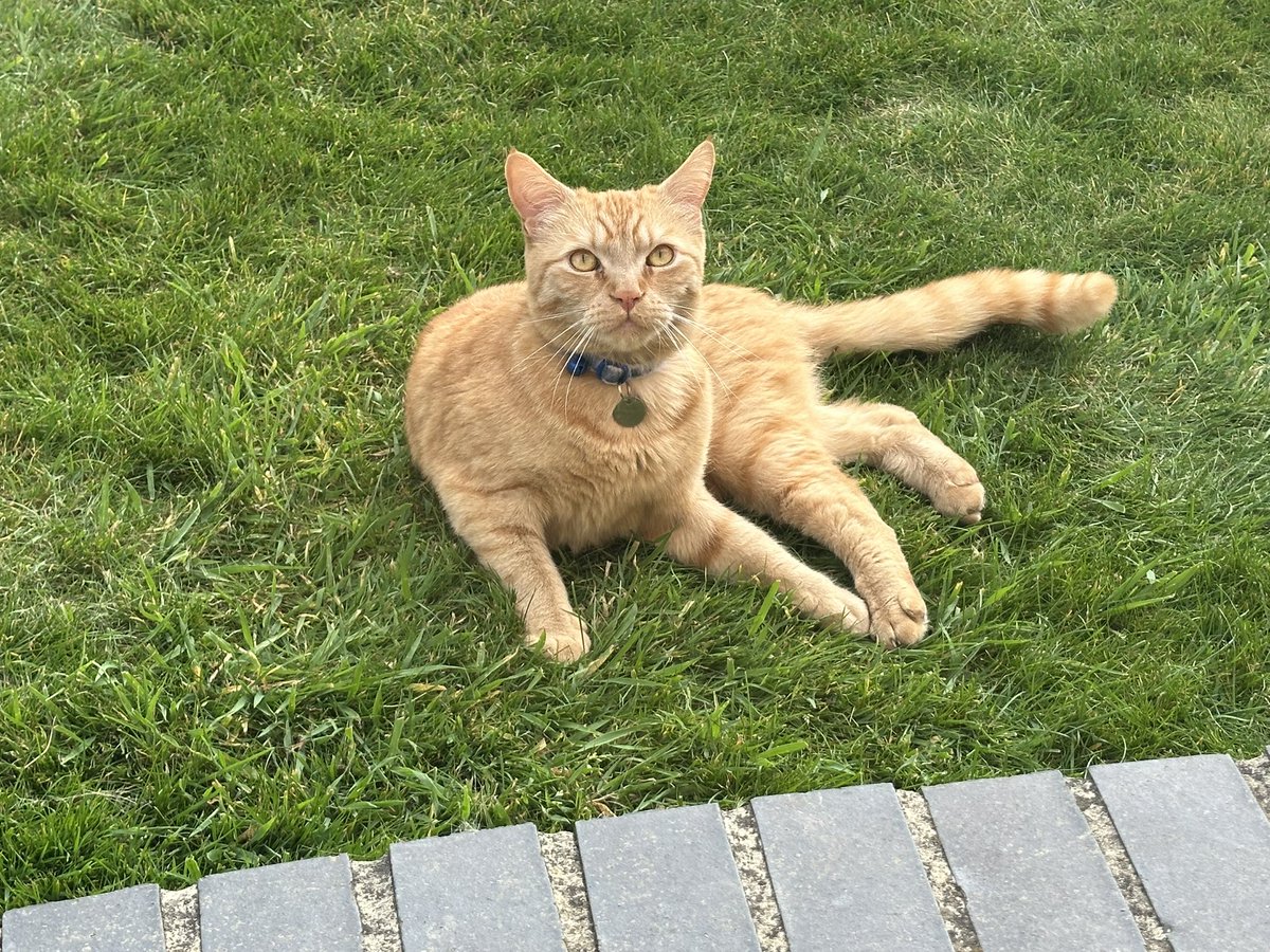 🐈‍⬛:  the Fizzler is back in the doghouse.  The bald 👨‍🦲 one refused to get up to breakfast so Fizz dragged a heavy dinner plate 🍽️ off the bench smashing it to smithereens on the hard floor.  That got lardy out of his pit 😹😹.  He’s still sweeping 🧹 up shards 😹😹 #CatsOfX