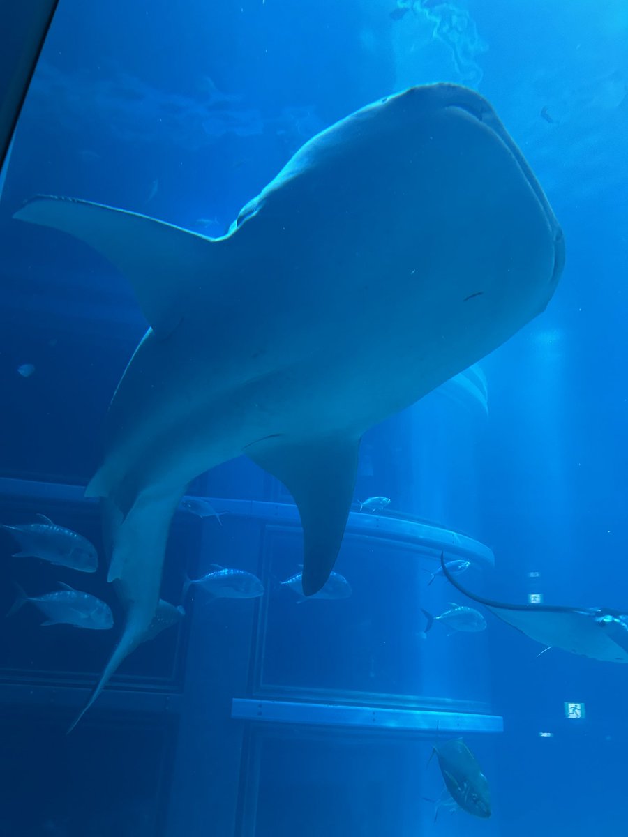 しらす tweet media