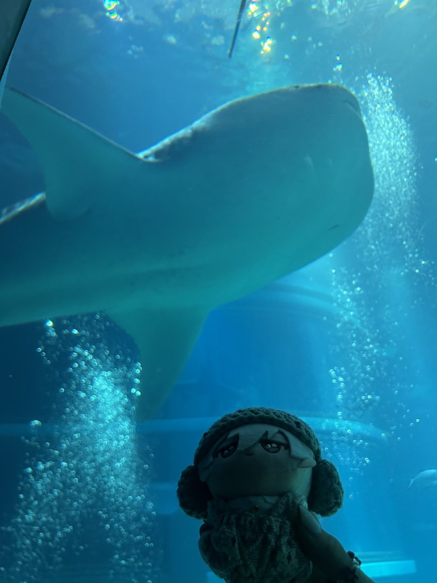 しらす tweet media