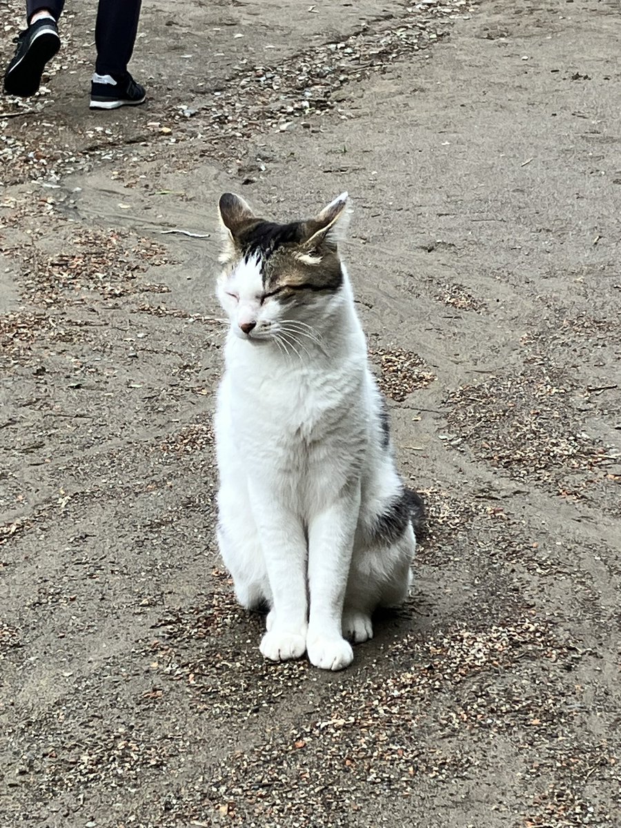toomooka's tweet photo. 今日のカフェ巡り
長柄の別荘地の中に佇む���馬クラブに併設されたカフェ。
猫ちゃん、「撮っていいよ」とばかりにポーズ。
【EG CAFE】
#カフェ巡り #千葉県 #長柄 https://t.co/TFHdRlZPZk