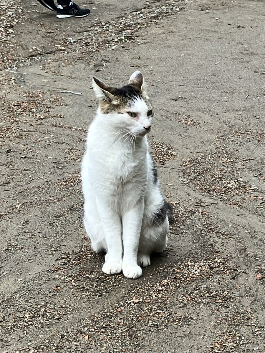 toomooka's tweet photo. 今日のカフェ巡り
長柄の別荘地の中に佇む���馬クラブに併設されたカフェ。
猫ちゃん、「撮っていいよ」とばかりにポーズ。
【EG CAFE】
#カフェ巡り #千葉県 #長柄 https://t.co/TFHdRlZPZk