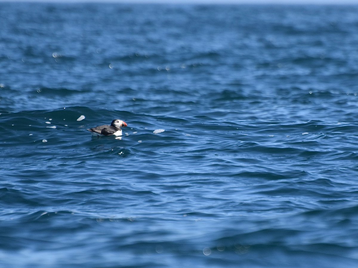 EvocativeCorn's tweet image. Puffins, Dolphins, and a cloudless blue sky. #Cornwall