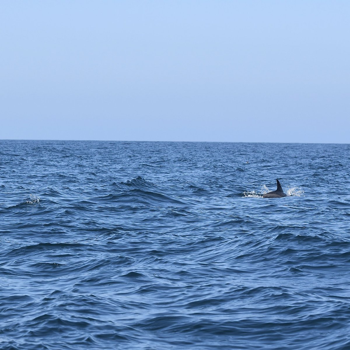 EvocativeCorn's tweet image. Puffins, Dolphins, and a cloudless blue sky. #Cornwall