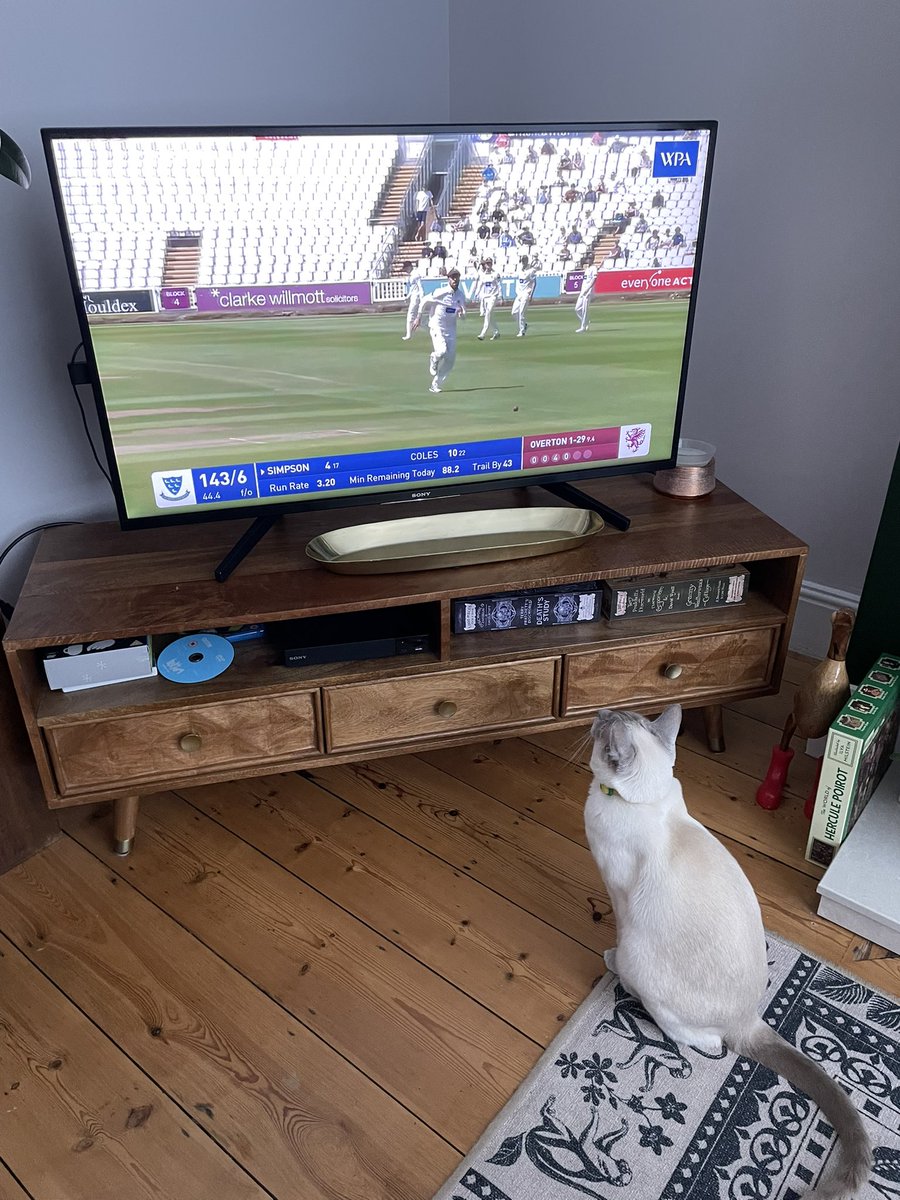 TrevorHBaker's tweet photo. Haru is very impressed with the @SomersetCCC performance so far this morning https://t.co/5QHywaGNYt