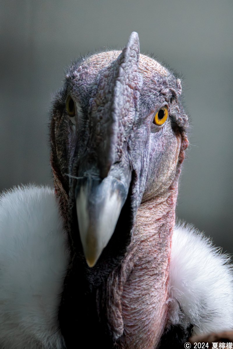 #TLを動物のどアップでいっぱいにしたい