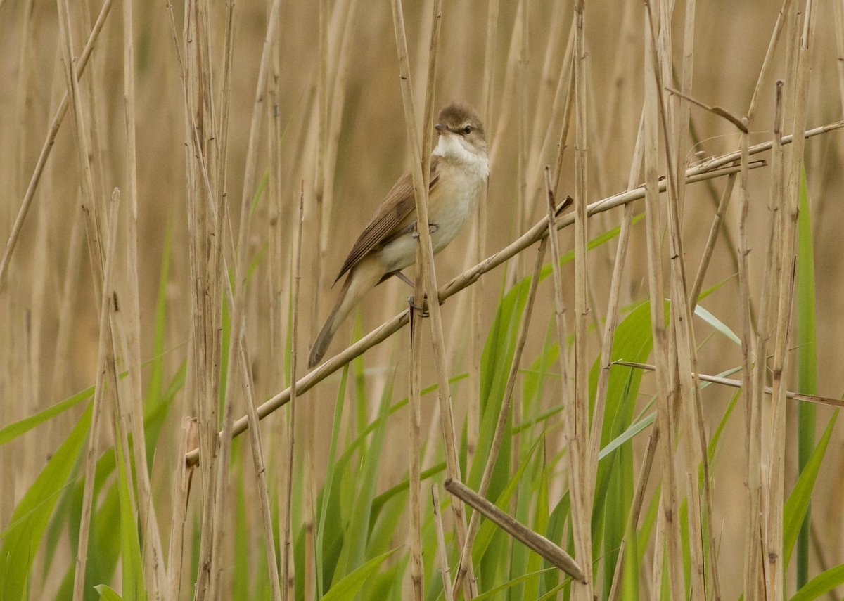 Mark Robanson tweet media