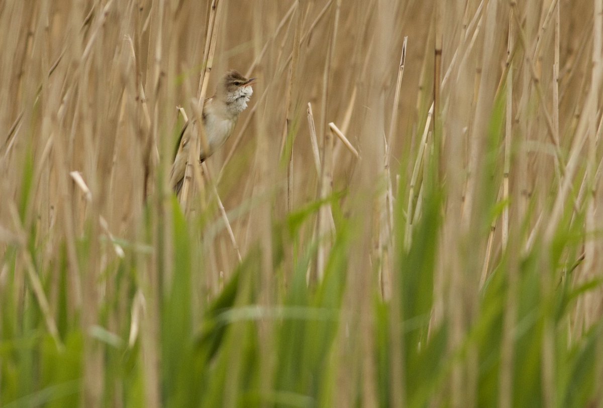 Mark Robanson tweet media