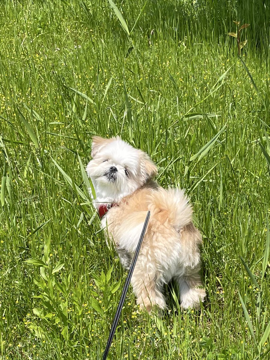 みかん日記(犬) tweet media