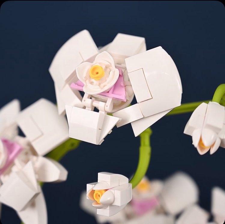 ارکیده همیشه دلمو میبره🫠🥲