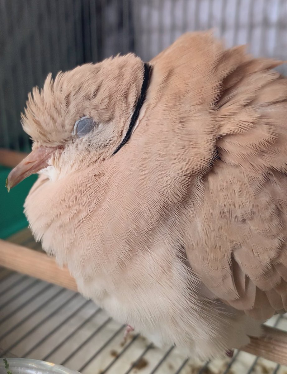 Hatoneko🕊ジュズカケバトのぽっぽ tweet media