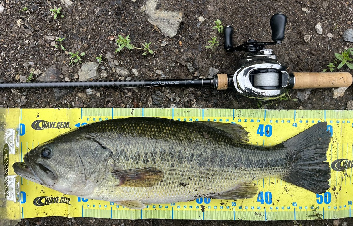 PonPonPointe's tweet photo. リザーバーへ🎣

高比重で50cm、49cm！ https://t.co/aFdE9BPoUz
