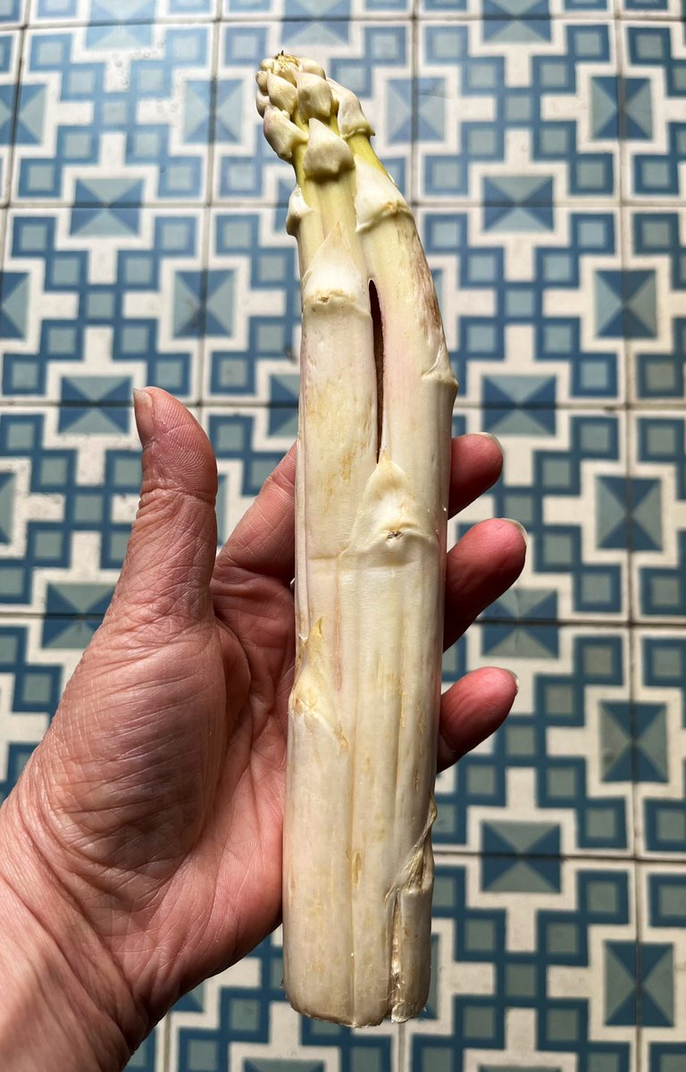 EveFlament's tweet photo. Ce qui s’appelle être gâtée 😉
J’ai une petite main mais quand même !
Et le jour du seigneur 😇
#Asperge https://t.co/MPhQOop5gG