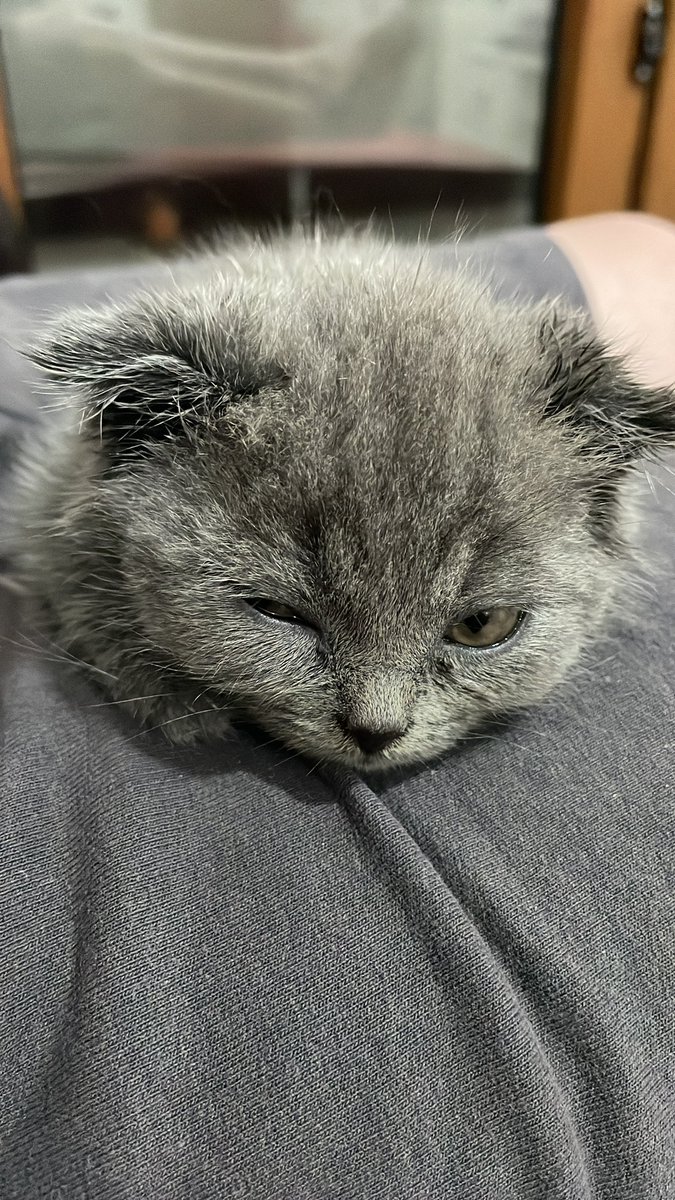 Ben burayı unutmuşum 🥺 tekrardan collectliğe dönsem mi diye düşünüyorum, ama bu sefer albüm toplamak istiyorum ✊🏻