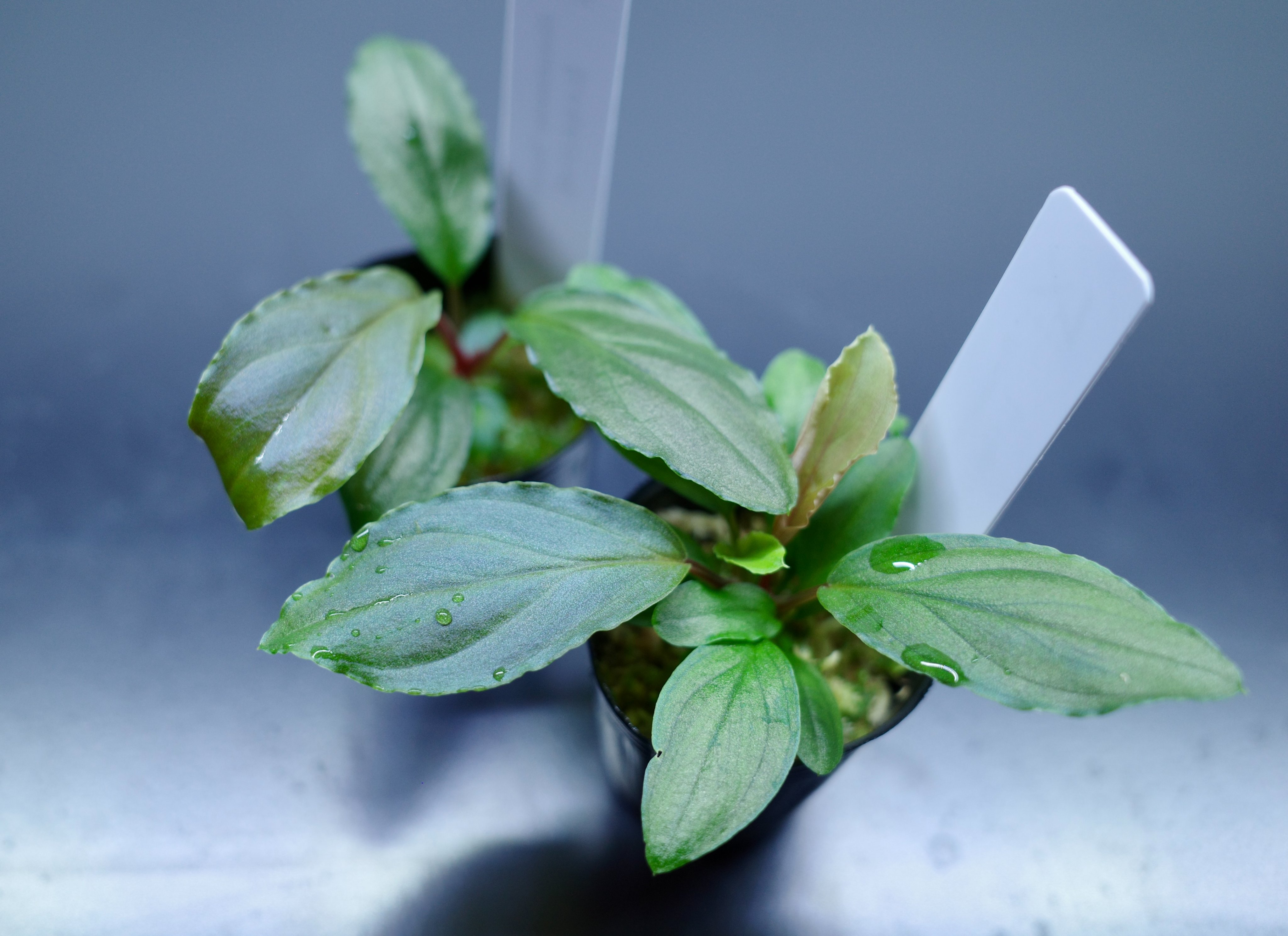 Homalomena sp.sekadau 【LA1111-00】 Yahoo!オークション - Homalomena sp. Sekadau 【LA1111-00】