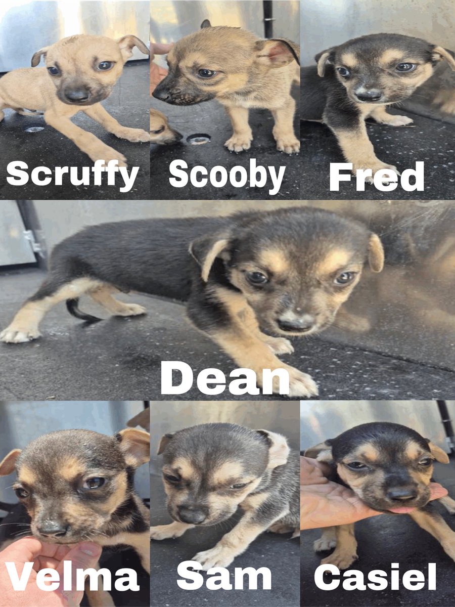 _taysmyoxygen1d's tweet photo. 🆘 SEVEN 1 MTH OLD ORPHANED #CHIHUAHUA PUPPIES TBK TMW 5.19 BY #SANANTONIO ACS #TEXAS‼️

Scruffy #A756101
Scooby #A756102
Fred #A756104
Dean #A756106 
Velma #A756108
Sam #A756109
Casiel #A756111

#Foster📧acsrescue-foster@sanantonio.gov
#Adopt📧acsadoptions@sanantonio.gov
#PLEDGE https://t.co/EFBpc80KXi