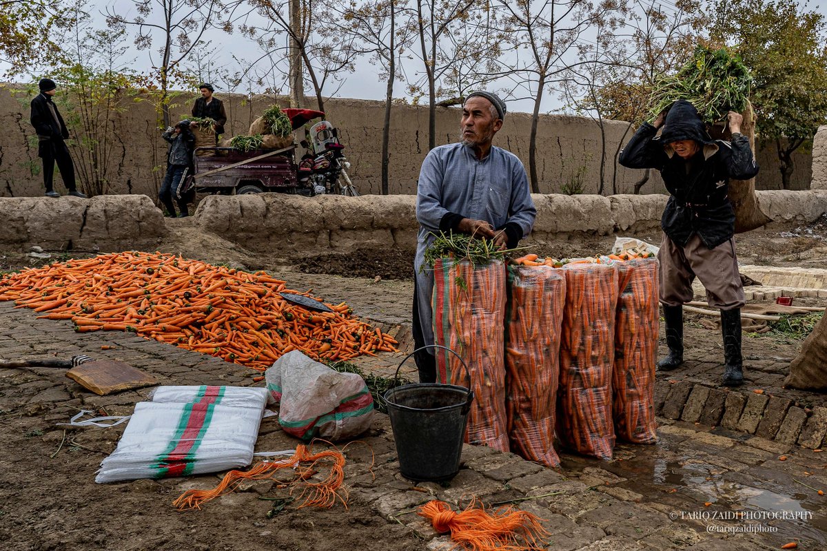 Tariq Zaidi (@tariqzaidiphoto) on Twitter photo A man in Mazār-e Sharīf is washing carrots and bagging them up. One bag of carrots is 300 Afs = 3.75USD. Image by <a href="/tariqzaidiphoto/">Tariq Zaidi</a> 2019. #Afghanistan #Mazar A man in Mazār-e Sharīf is washing carrots and bagging them up. One bag of carrots is 300 Afs = 3.75USD. Image by <a href="/tariqzaidiphoto/">Tariq Zaidi</a> 2019. #Afghanistan #Mazar