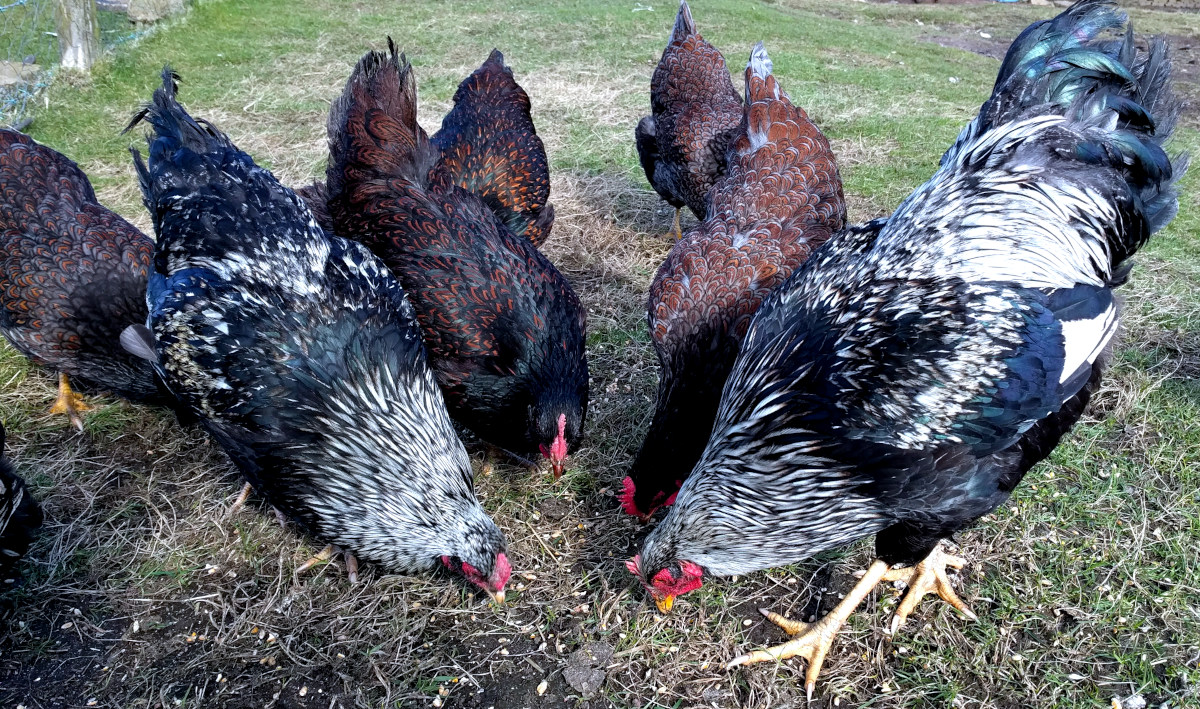 themuttsknutts's tweet image. The Blue Laced #Barnevelder is a visually stunning and practical breed of #chicken, prised for its beautiful plumage, calm temperament, and reliable egg production. barnevelder.net/the-blue-laced…