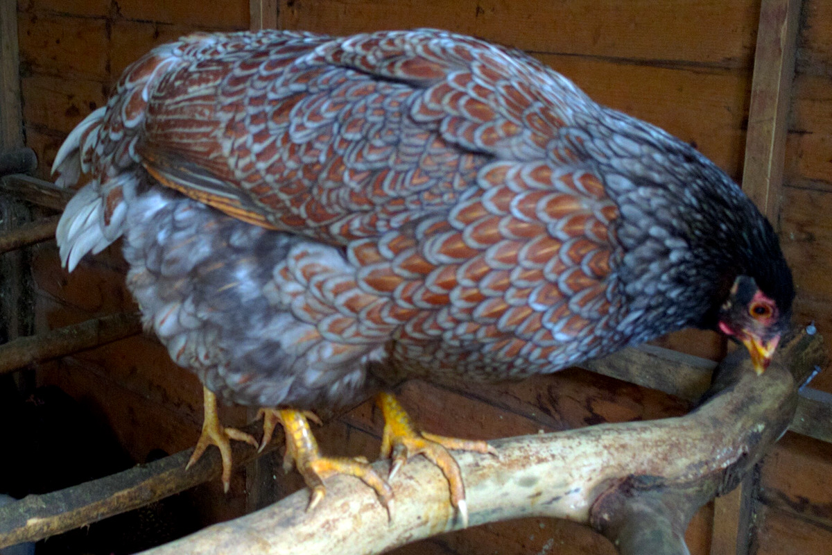 themuttsknutts's tweet image. The Blue Laced #Barnevelder is a visually stunning and practical breed of #chicken, prised for its beautiful plumage, calm temperament, and reliable egg production. barnevelder.net/the-blue-laced…