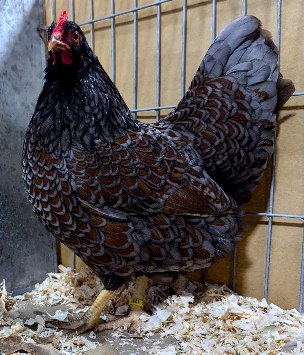 themuttsknutts's tweet image. The Blue Laced #Barnevelder is a visually stunning and practical breed of #chicken, prised for its beautiful plumage, calm temperament, and reliable egg production. barnevelder.net/the-blue-laced…