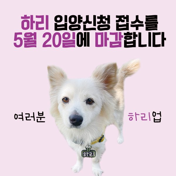 Hari_imbo's tweet photo. 혹시 임보 종료까지 지켜보다가 입양 신청을 하려던 신중한 입양희망가족이 있으실 경우를 감안해 20일까지만 추가 신청을 받아보려고 합니다. #하리업
5월 20일 한국시간 밤 11시 59분까지, 링크에 있는 입양신청서를 통해서 손 들어주세요. 언제나 감사합니다!
https://t.co/y2O7plz1a7 https://t.co/y82EWkv1XB
