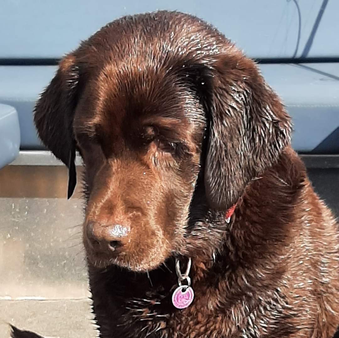 Vanmorgen hebben we het moeilijke besluit moeten nemen om onze lieve Lara te laten gaan. We zullen onze lieve, leuke, gezellige meisje enorm gaan missen. 💔