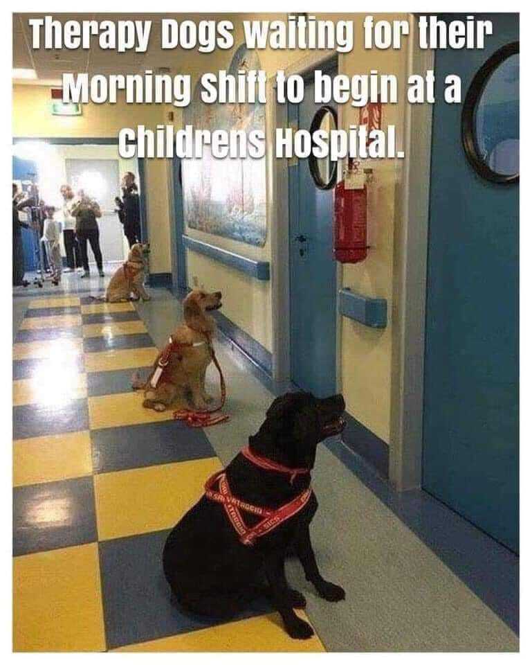 WholesomeMemes (@wholesomememe) on Twitter photo 