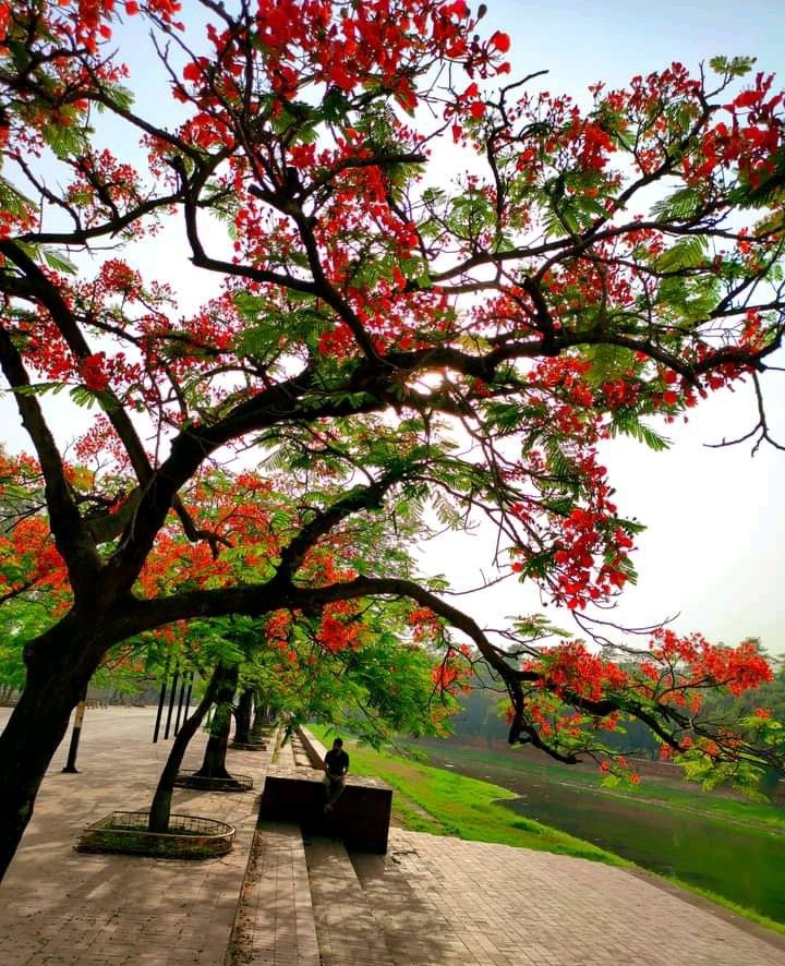 কৃষ্ণচূড়াৰ দেশত❤🌿