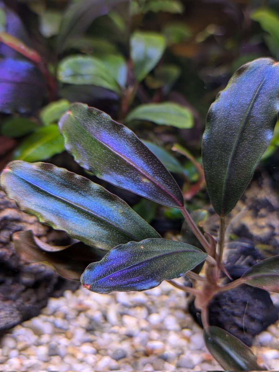 BUCEPHALANDRA for けい@ Bucephalandra Forcipula Var Pearl Grey - Borneo Aquatic