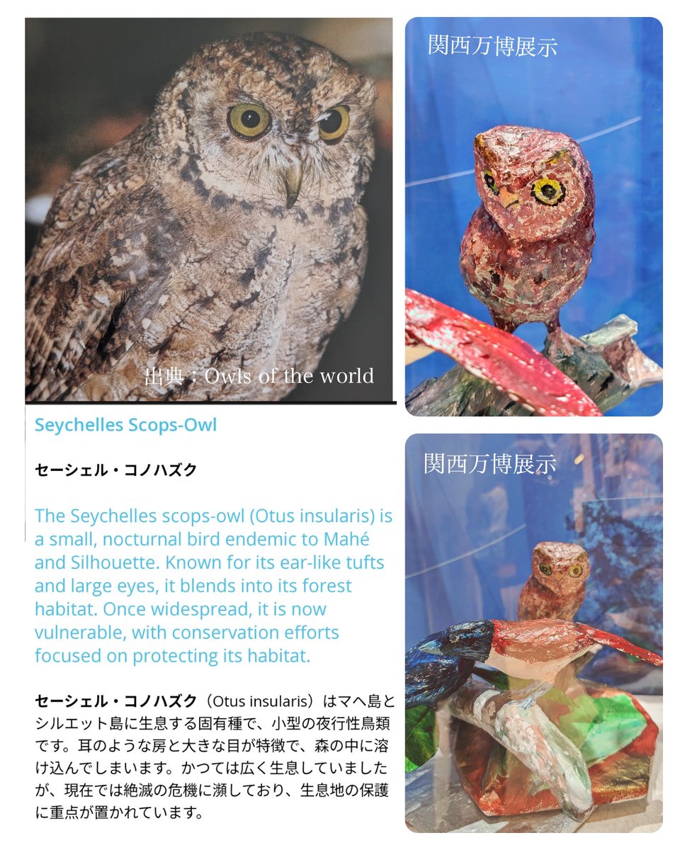 フクロウページ 𓅓関西万博フクロウ情報𓅓 万博フクロウ情報その2は「セーシェル