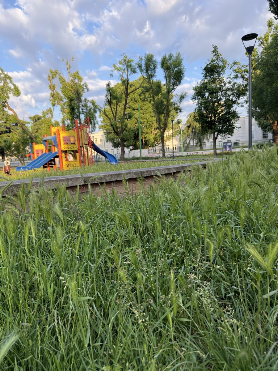 Massimiliano tweet media