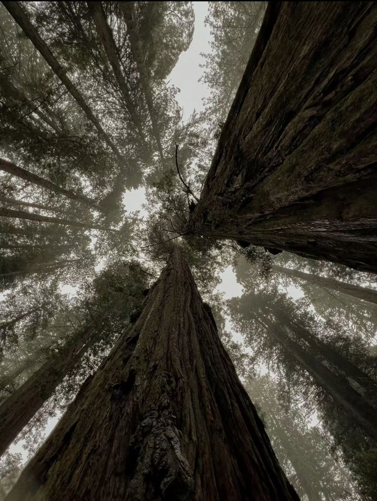 autumn girl tweet media