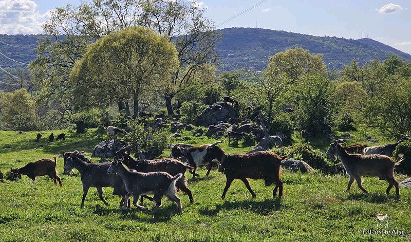 Parque Nacional de Monfragüe. Que ver en dos días elliodeabi.com/2025/05/parque… #Monfragüe #Cáceres #Exterior