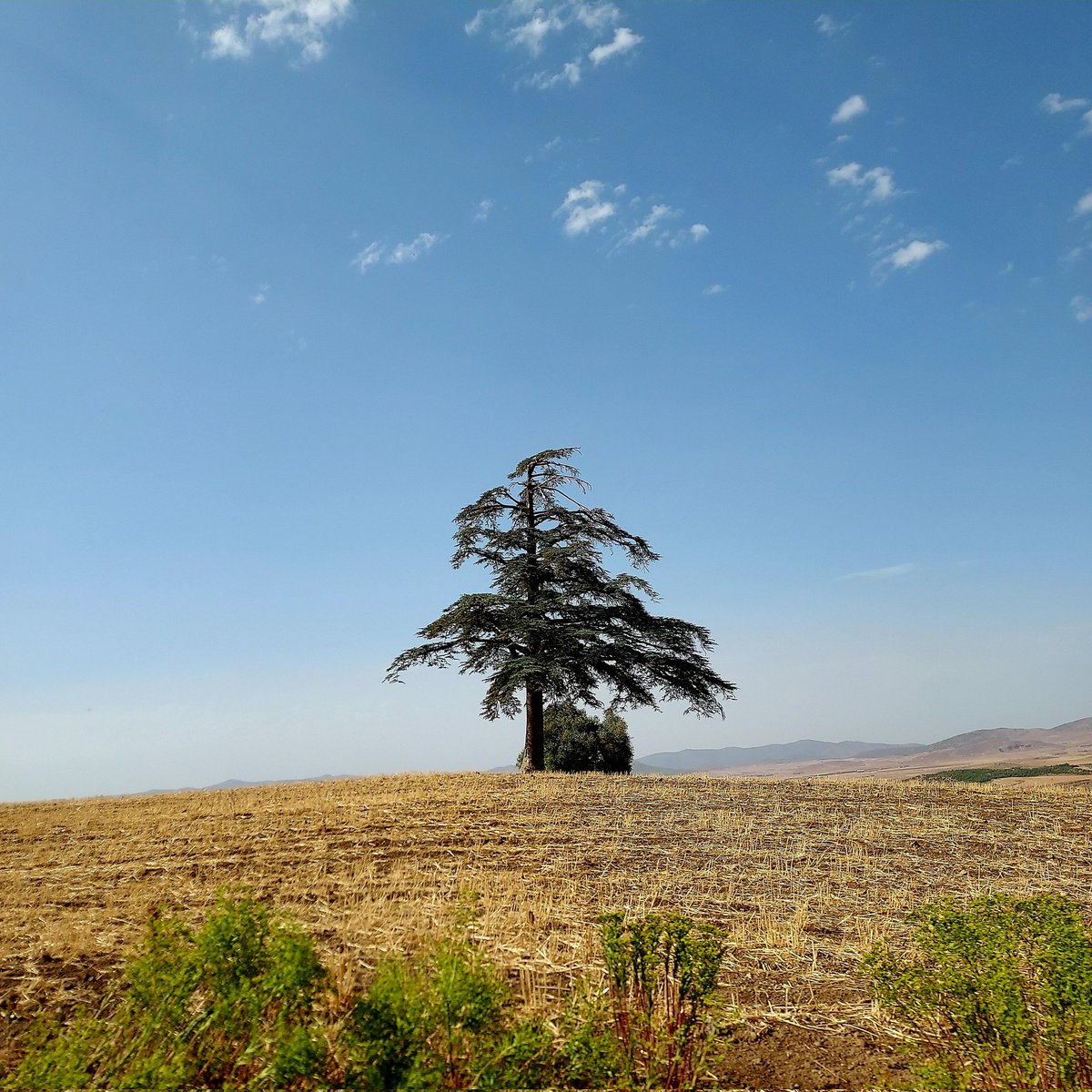 raïs 𖤓 tweet media