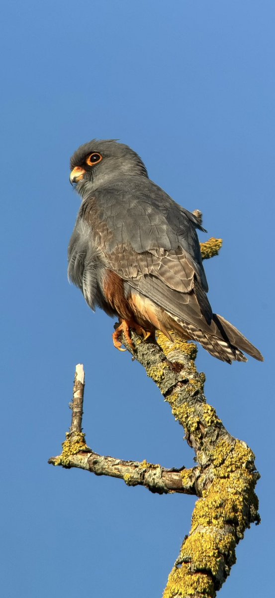 Paul Hackett (@paulhdigiman) on Twitter photo TAP phone SCREEN twice to see full pic 😊
#phonescoped #redfootedfalcon #kowascoping #iphone15promax #benrouk <a href="/KowaOptics/">Kowa Sporting Optics</a> TAP phone SCREEN twice to see full pic 😊
#phonescoped #redfootedfalcon #kowascoping #iphone15promax #benrouk <a href="/KowaOptics/">Kowa Sporting Optics</a>