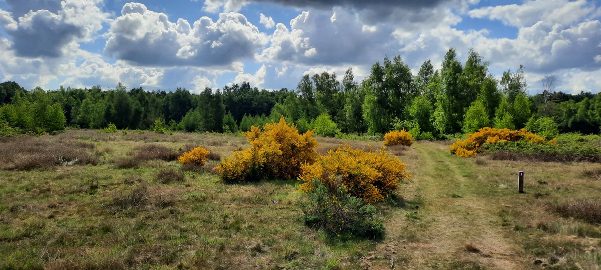 Roelof Koops tweet media